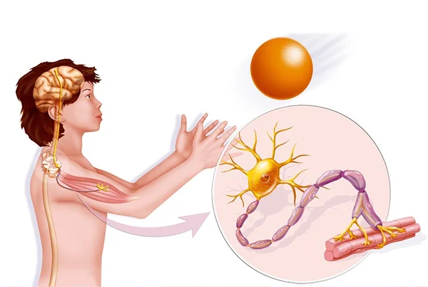 Neuromuscular and muscular